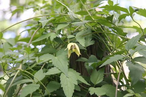 Hedgeleigh Springs - C. serratifolia
